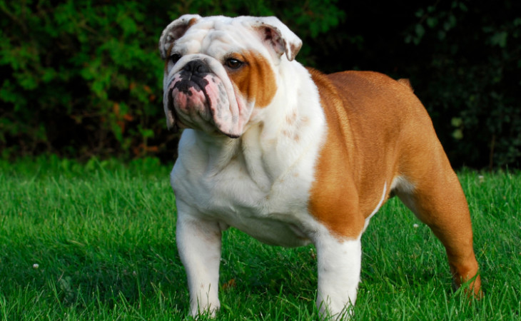 bulldog-englez-hranaacana.ro bulldog-englez-hranaacana.ro