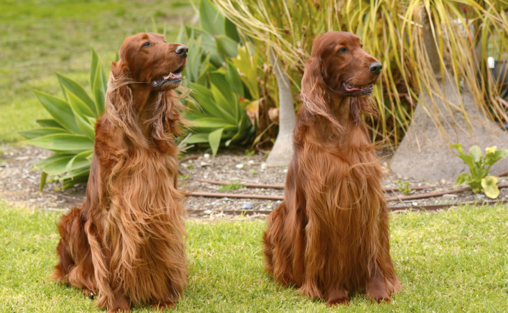 Irish_setter-setter-irlandez-caine-hranaacana.ro Irish Setters sitting on the Lawn