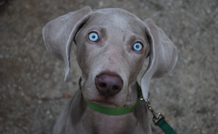 Weimaraner-caine-hranaacana.ro Weimaraner-caine-hranaacana.ro