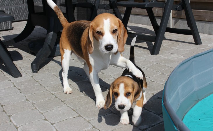 caine-beagle-cu-pui-hranaacana.ro caine-beagle-cu-pui-hranaacana.ro