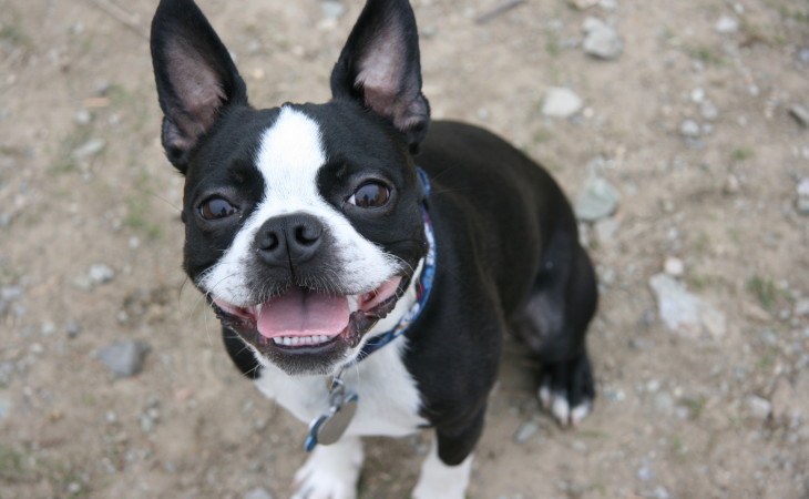 caine-boston-terrier-hranaacana.ro Caine boston terrier