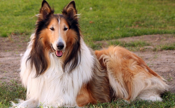 caine-collie-hranaacana.ro caine-collie-hranaacana.ro