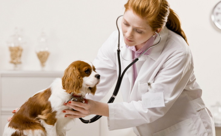 caine-examinare-veterinar-hranaacana.ro Examinare periodica