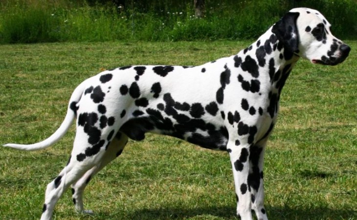caine-dalmatian-hranaacana.ro caine-dalmatian-hranaacana.ro