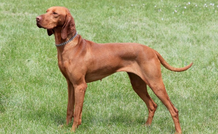 caine-vizsla-maghiara-hranaacana.ro caine-vizsla-maghiara-hranaacana.ro