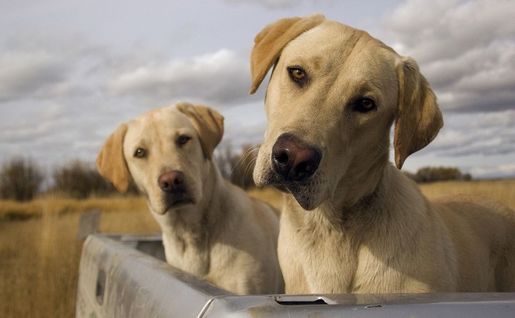 labrador-retriever-caine-hranaacana.ro labrador-retriever-caine-hranaacana.ro
