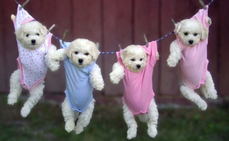 pui-bichon-freze-hranaacana.ro pui-bichon-freze-hranaacana.ro