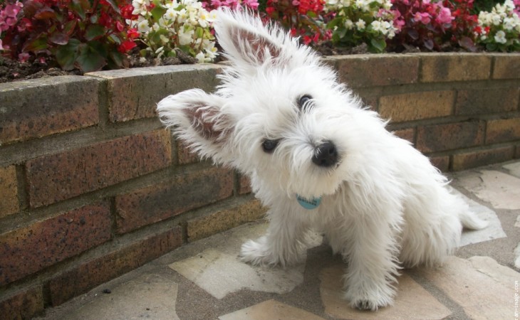 caine-westie-hranaacana.ro Caine Westie