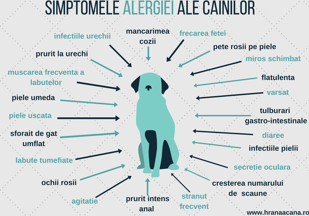 simptomele-alergiei-ale-cainilor-hranaacana.ro Simptomele alergiei ale cainilor HranaAcana.ro